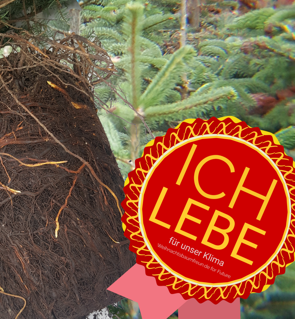 nachhaltiger, klimafreundlicher Weihnachtsbaum