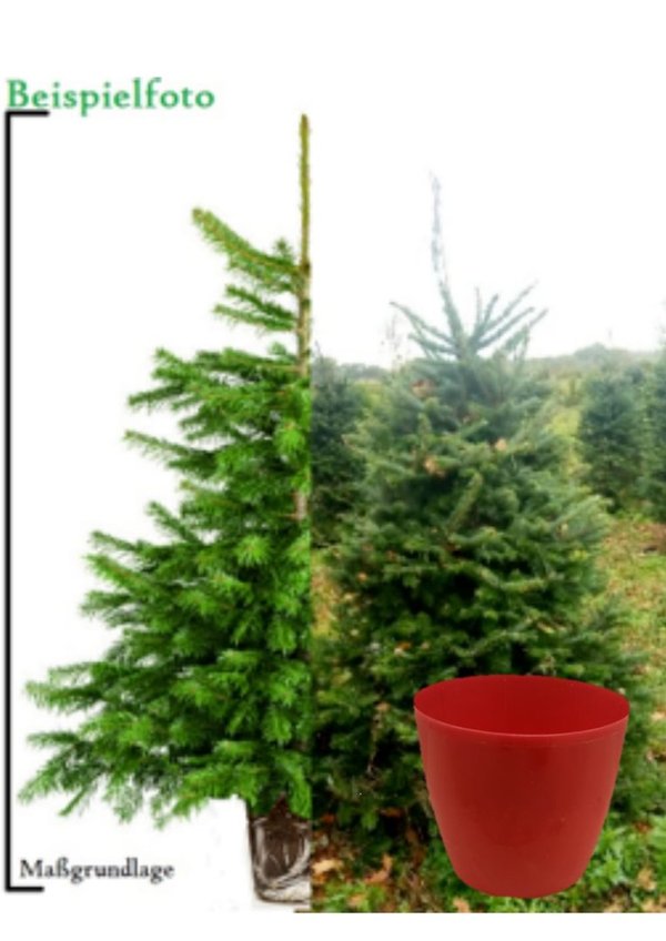 Franzi Frasertanne (Miete) 1,25m-1,50 m Frasertanne  B-Qualität schmaler Baum